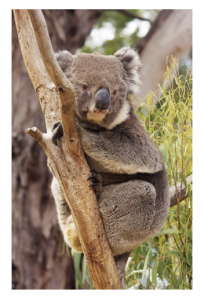 koala bear in a tree